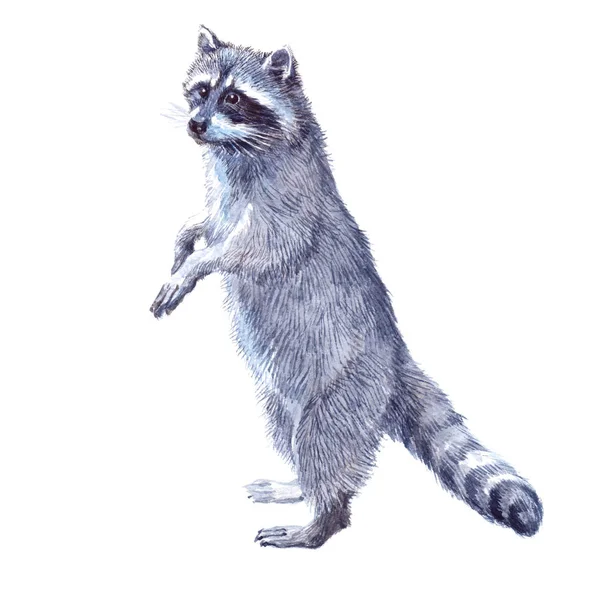 Watercolor single raccoon animal — Stock Photo, Image