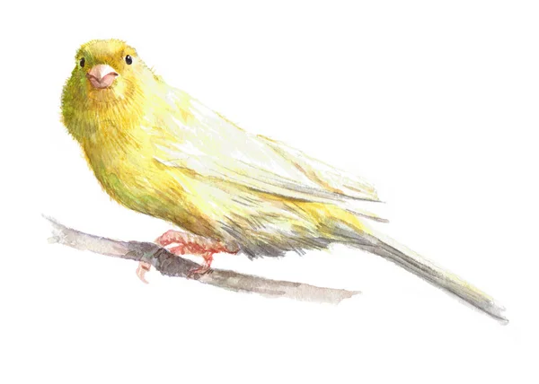 Akvarell enda kanariefågel djur — Stockfoto