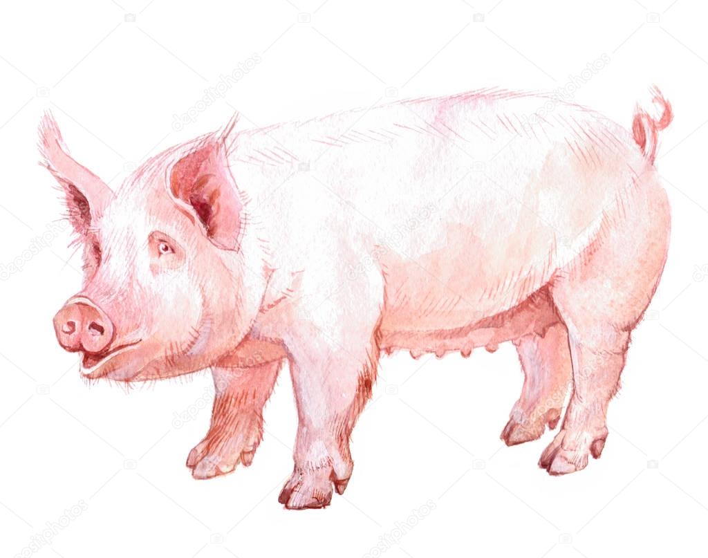 Watercolor single pig animal isolated