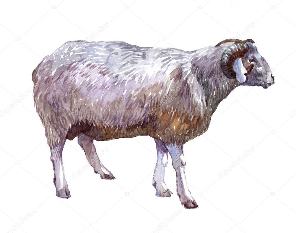 Watercolor single sheep animal isolated on a white background illustration.