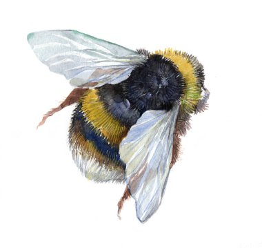 Watercolor single bumblebee insect animal isolated  clipart