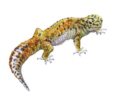 Sulu Boya tek gecko hayvan izole