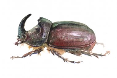 Sulu Boya tek gergedan böceği böcek hayvan