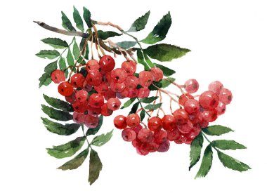 Sulu Boya tek Rowan izole
