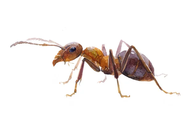 Akwarela jednego mrówka owad zwierzę — Zdjęcie stockowe