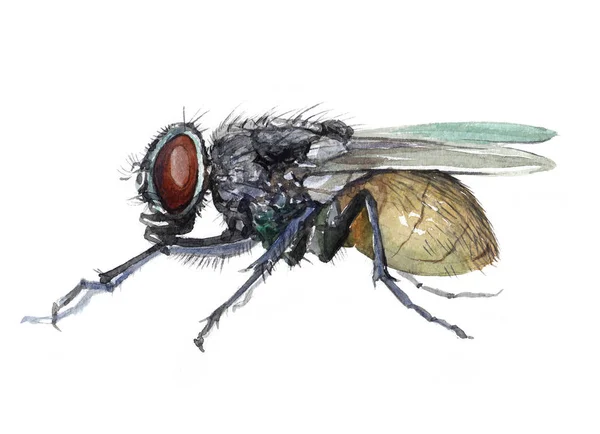 Akwarela jednego mucha owad zwierzę na białym tle — Zdjęcie stockowe
