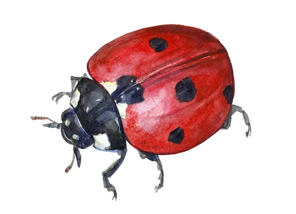 Acquerello singola coccinella insetto animale isolato — Foto Stock