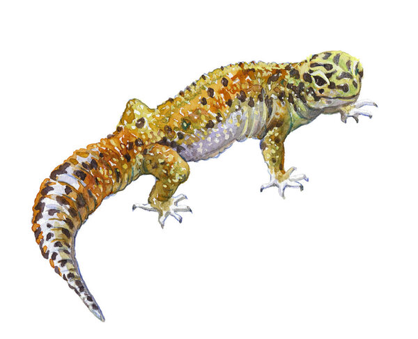 Watercolor single gecko animal isolated
