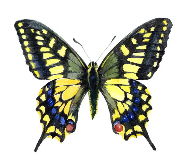 Watercolor único inseto borboleta Machaon — Fotografia de Stock