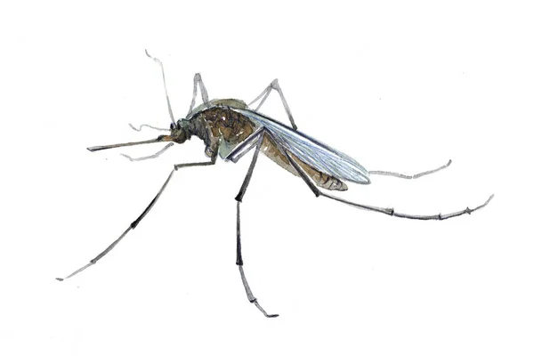 Akwarela jednego komara owad zwierzę — Zdjęcie stockowe