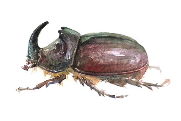 수채화 단일 코뿔소 딱정벌레 곤충 동물 — 스톡 사진