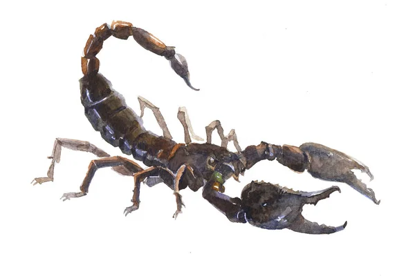 Aquarel enkel Scorpio dier geïsoleerd — Stockfoto