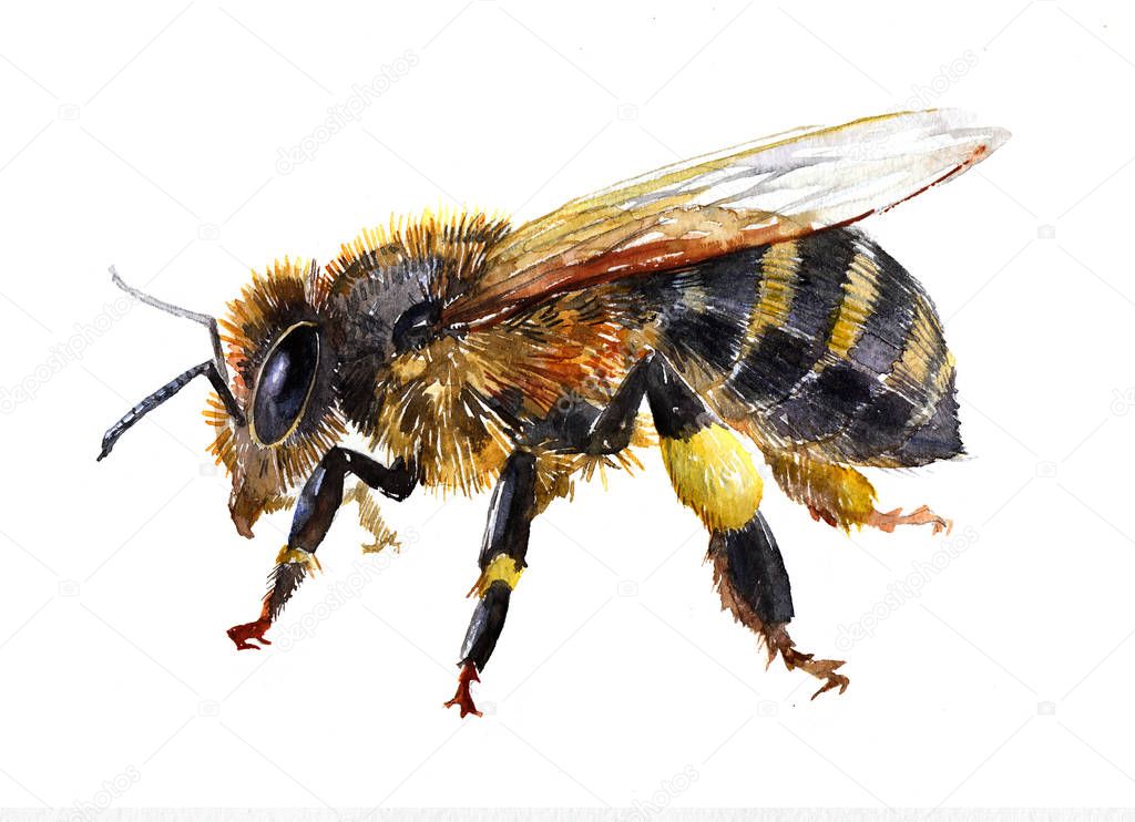 Watercolor single bee insect animal isolated on a white background illustration.