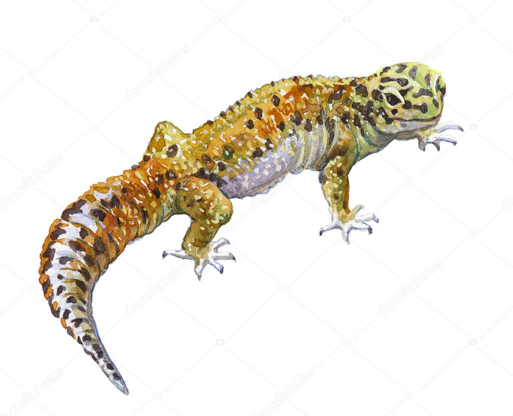 Watercolor single gecko animal isolated