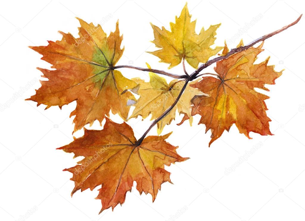 Watercolor single maple leaf isolated on a white background illustration.