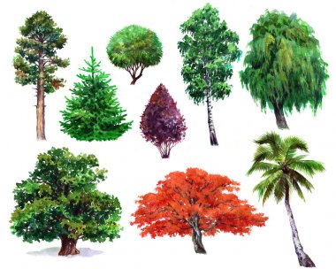Suluboya dizi bitkiler meşe, bush, Japon akçaağaç, willow, palm, izole Ladin, çam,