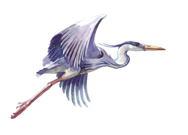 Sulu Boya tek heron hayvan izole