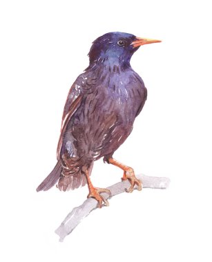 Sulu Boya tek starling hayvan izole 