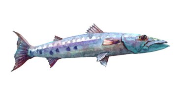 Watercolor single Barracuda fish animal isolated  clipart