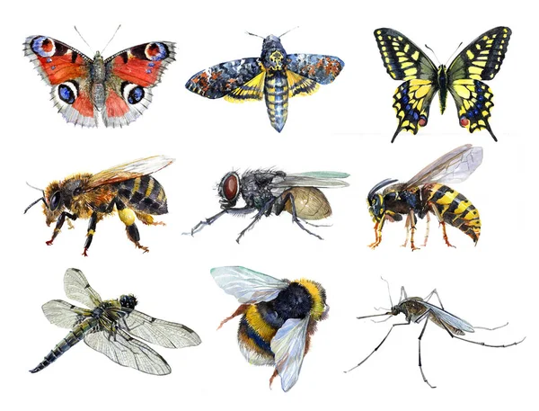 Conjunto de acuarela de animales de insectos avispa, polilla, mosquito, Machaon, mosca, libélula, abejorro, abeja, mariposa aislada — Foto de Stock