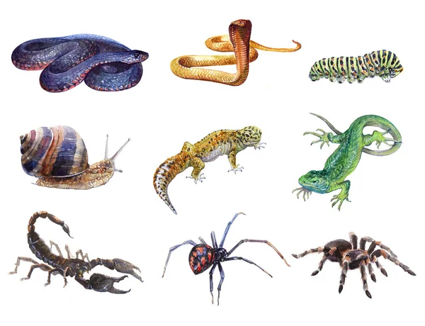 Acquerello insieme di animali tarantola, ragno, bruco, lucertola, geco, Scorpione, lumaca, cobra serpente isolato — Foto Stock