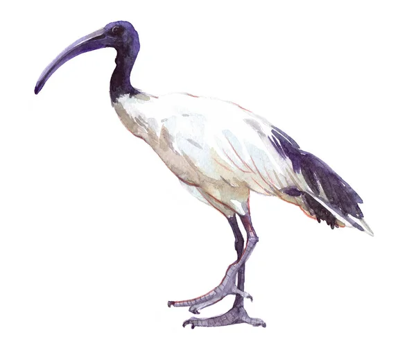 Akvarell enda ibis djur isolerade — Stockfoto