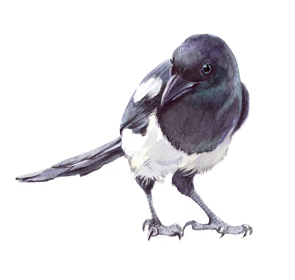 Watercolor single magpie animal isolated — Stock Photo, Image