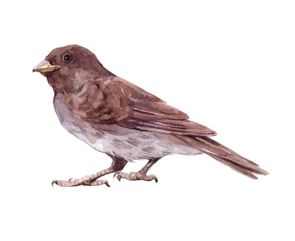 Zvíře akvarel jediný vrabec, samostatný — Stock fotografie