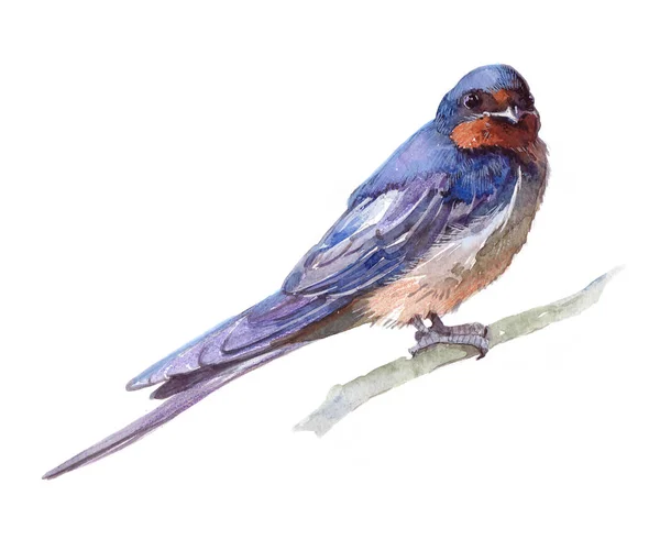 Watercolor single swallow animal isolated — Stock Photo, Image