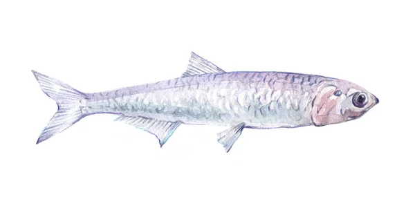 Akvarell egyetlen szardella hal állatot, izolált — Stock Fotó