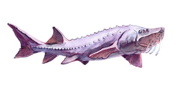 Akvarell enda Beluga fisk djur isolerade — Stockfoto