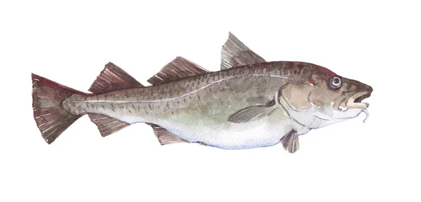 Watercolor single cod fish animal isolated — Stock Photo, Image