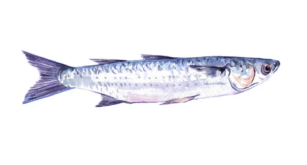 Sulu Boya tek kefal balık hayvan izole — Stok fotoğraf