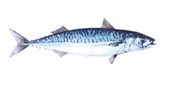 Watercolor single mackerel fish animal isolated — Stock Photo, Image