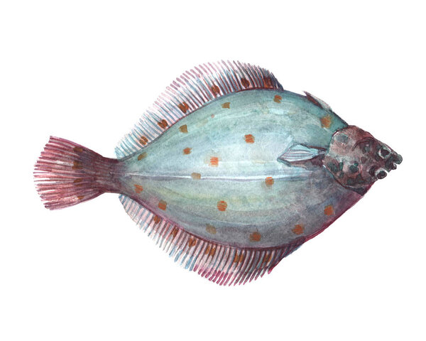 Watercolor single flounder fish animal isolated