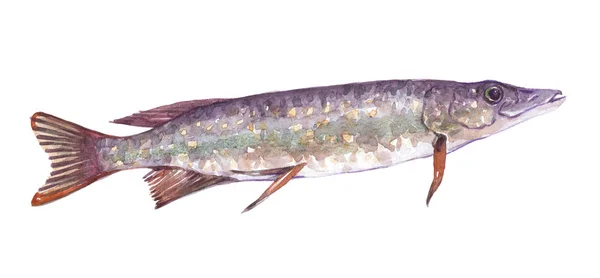 Acquerello singolo luccio pesce animale isolato — Foto Stock