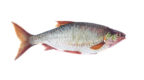 Akvarell enda mört fisk djur isolerade — Stockfoto