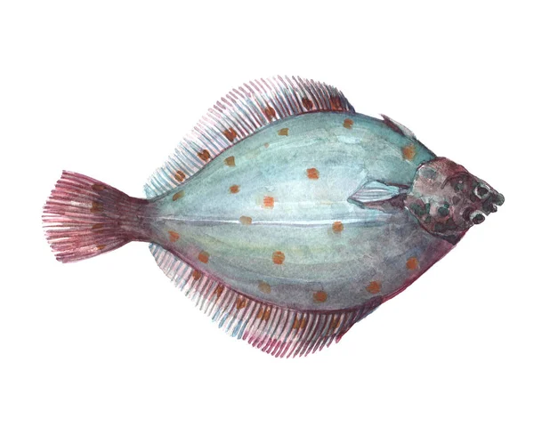 Acuarela sola platija pescado animal aislado Imagen De Stock