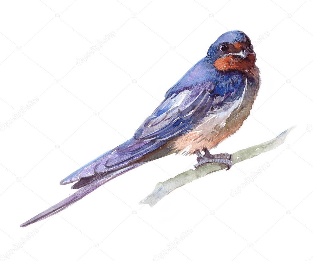 Watercolor single swallow animal isolated 