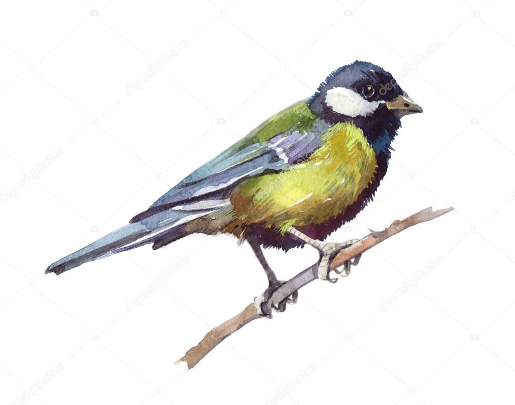 Watercolor single tit animal isolated