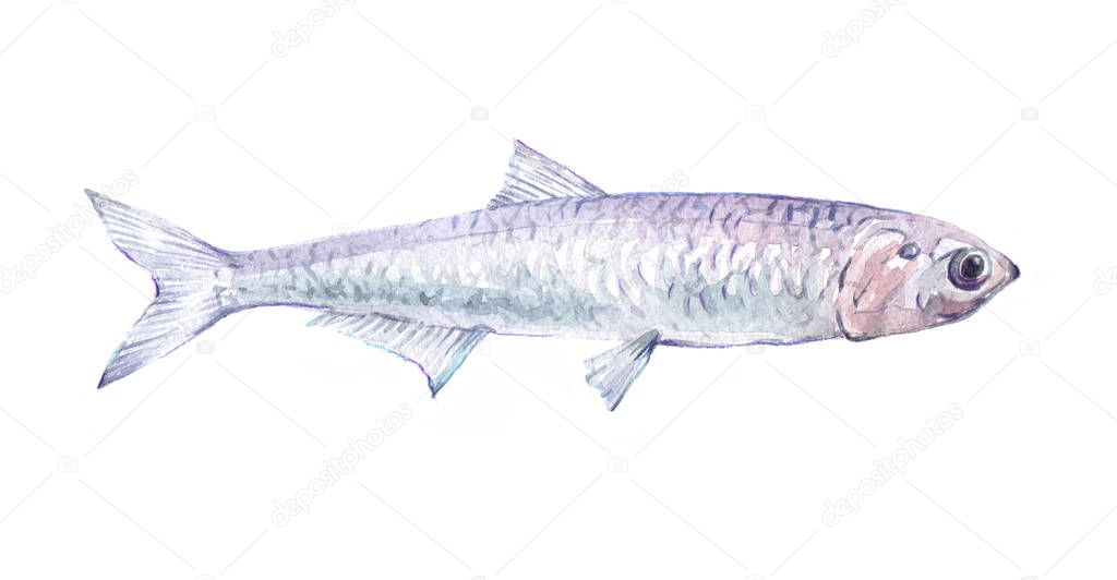 Watercolor single anchovy fish animal isolated