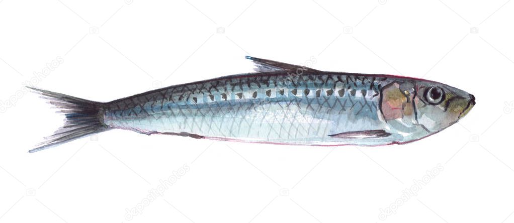 Watercolor single sardine fish animal isolated