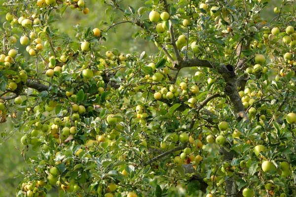 枝にぶら下がって黄金のリンゴ — ストック写真