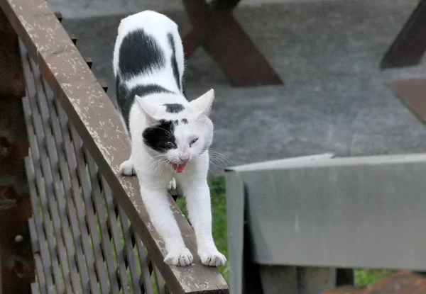 Een zwart-witte kat is uitrekken — Stockfoto