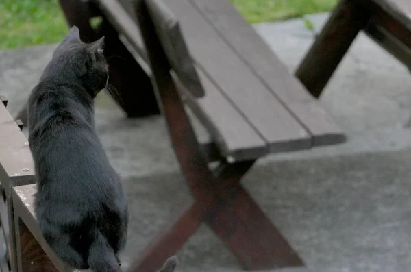 Un gatto nero seduto a guardare — Foto Stock