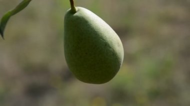Ağaçta armut meyvesi
