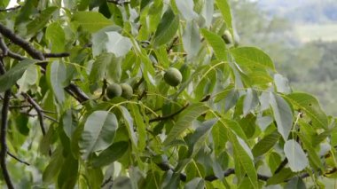 Bir ceviz ağacı üzerinde ceviz