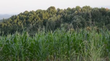 güzel kırsal manzara 