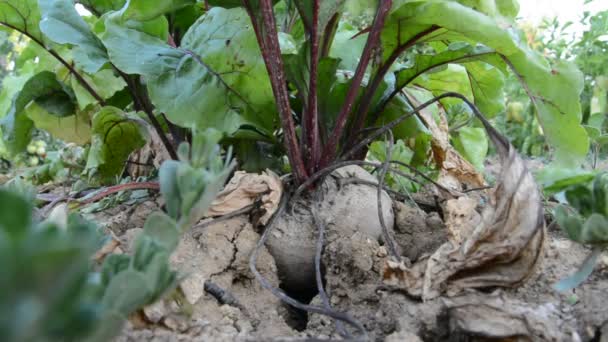Буряк в овочевому саду — стокове відео