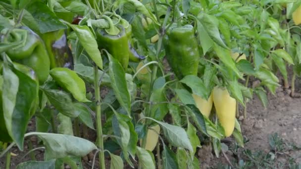 Paprika grönsak i trädgården — Stockvideo